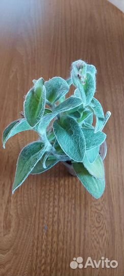 Укорененные черенки традесканций