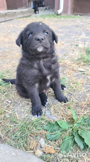 Щенки ищут дом