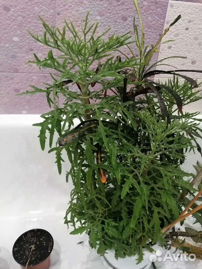 Комнатные растения