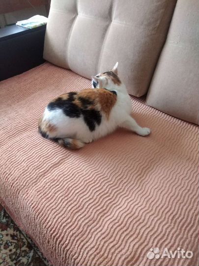 Кошка трехцветная