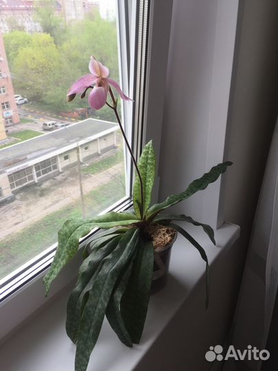 Орхидея paphiopedilum chamberlainianum x delenatii
