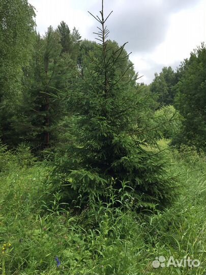Продам саженцы сосны и ели всех размеров, а так же