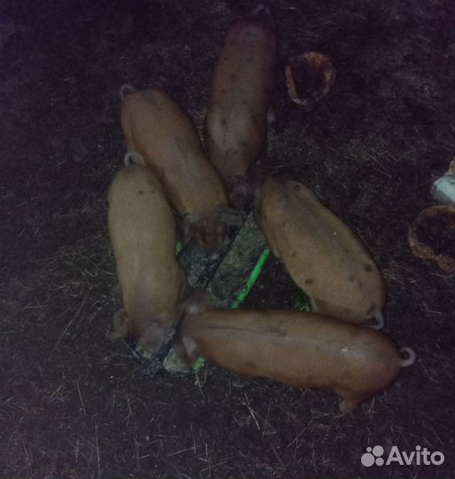 Поросята