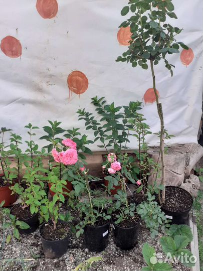 Гортензии цветущие с закрытой корневой системой