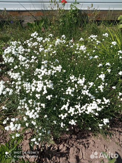 Тысячелистник