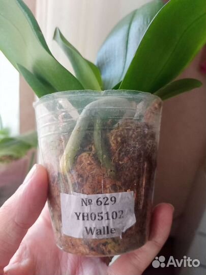 Орхидея Биг лип