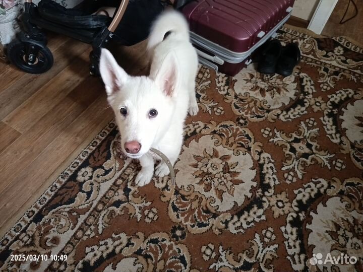 Щенки сибирской хаски