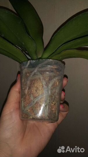 Орхидея фаленопсис Golden Cheese