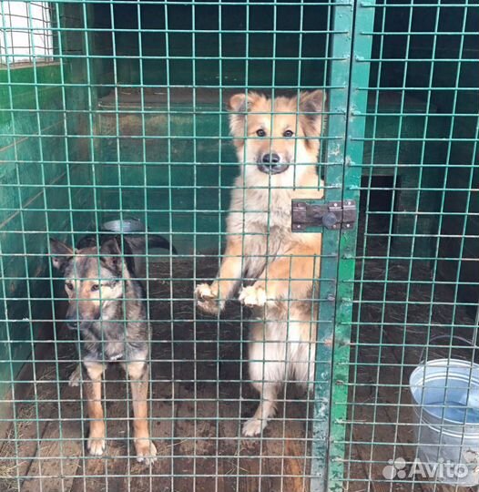 Прогулка с собаками в лесу