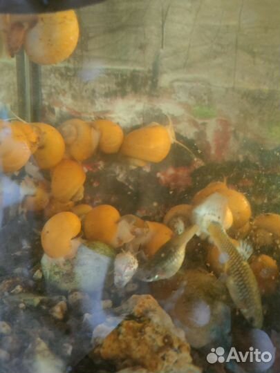 Улитки ампулярии