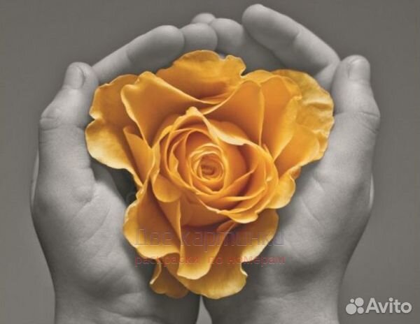 Алмазная мозаика 40x50 Оранжевая роза в ладошках