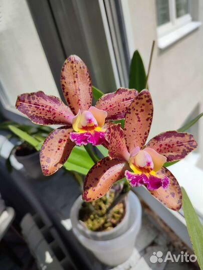 Орхидея каттлея Дуриган Посейдон