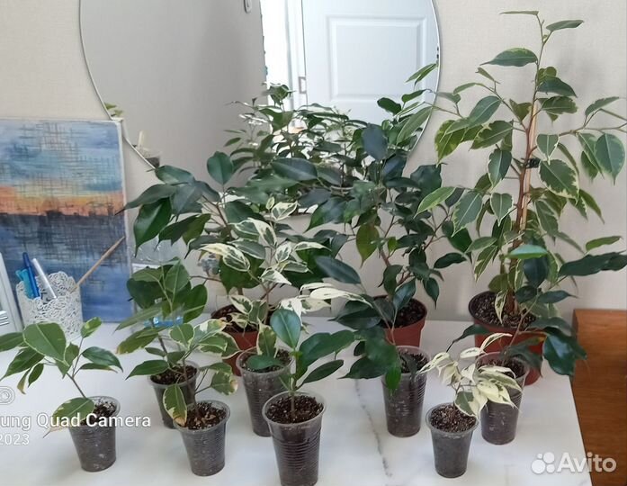 Малыши фикусята и другие