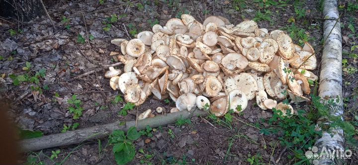 Грибы, грузди мокрые