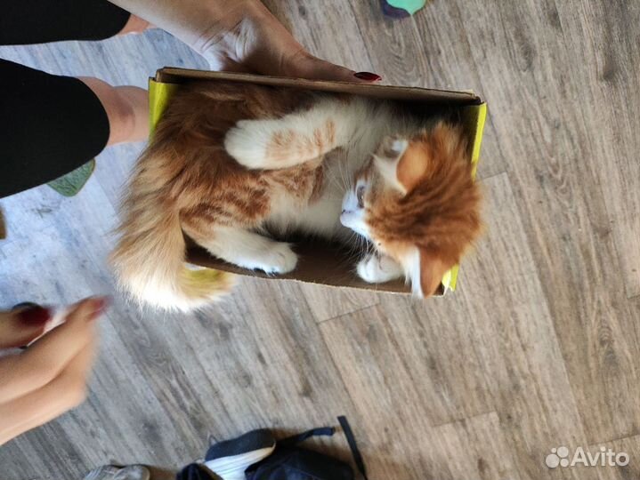 Котёнок в добрые руки