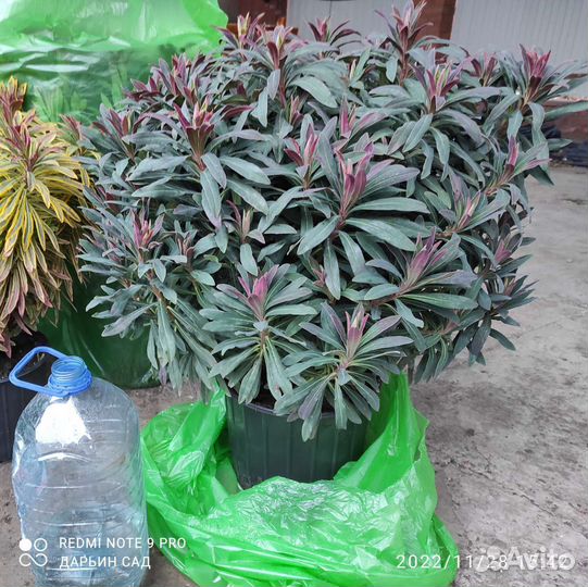 Молочай миндалевидный