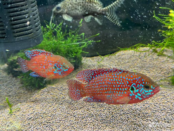 Хромис- красавец