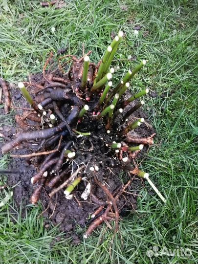 Пион Сара Бернар, хоста, бересклет, лаванда