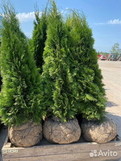 Туя смарагд из питомника