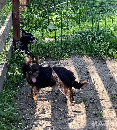 Чихуахуа РКФ девочка