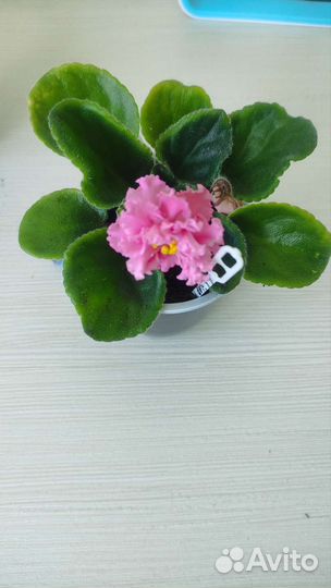 Фиалки набор