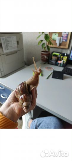 Улитки ахатины