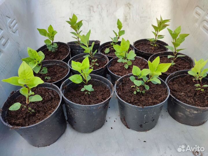 Саженцы сортовой сирени