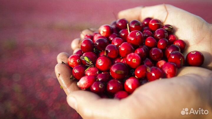 Сито для переборки ягод Marjukka(30 см.)