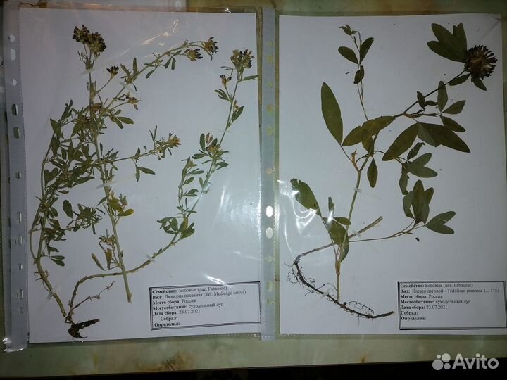 Гербарий растении