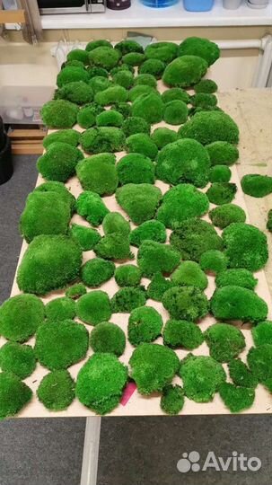 Мох стабилизированный кочки европейские