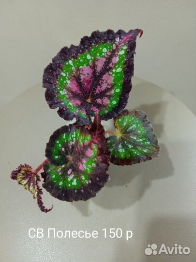 Детки бегоний