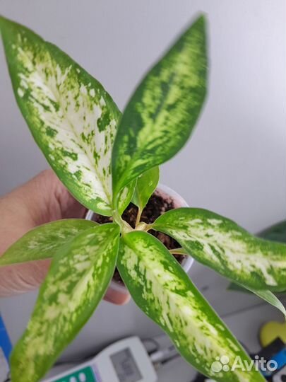 Диффенбахия Сегуина