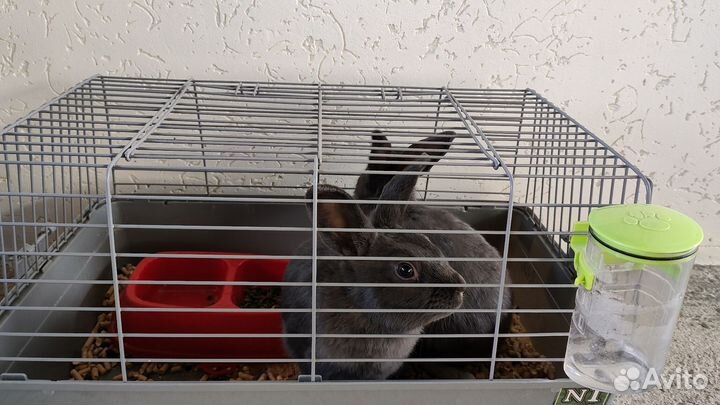 Кролики, клетка, корм