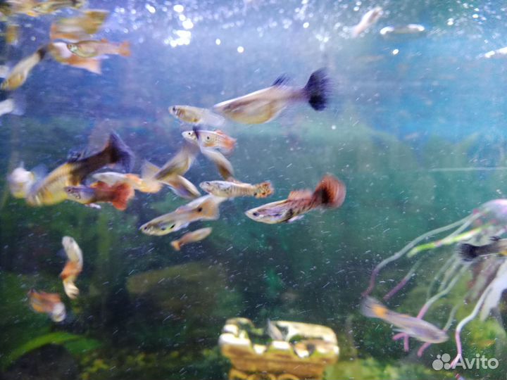 Аквариумные рыбки