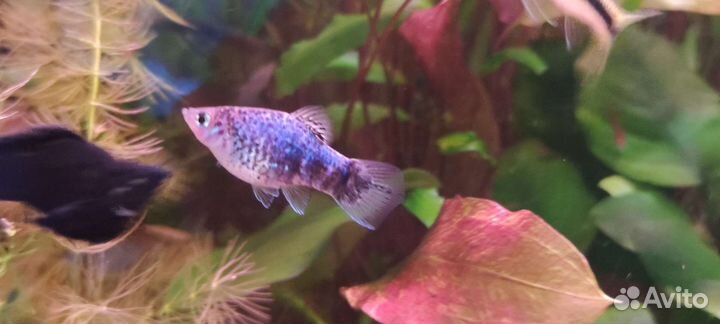 Аквариумные миролюбивые рыбки (Гуппи, пецилия)