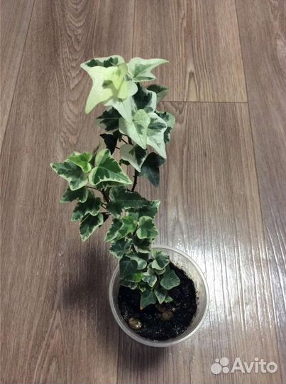 Драцена,Сциндапсус,Эпипремнум,Плющ