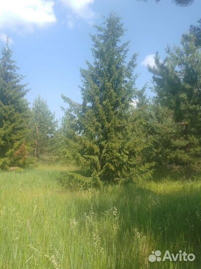 Ели, сосны 1-1,5 метра высота