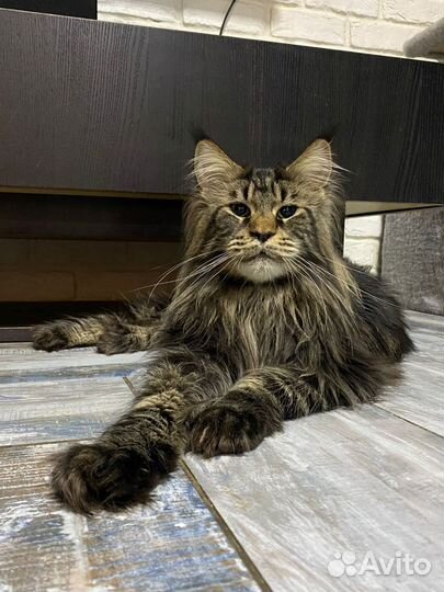 Мейн-кун котенок шоу класса