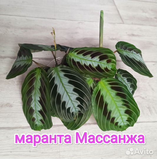 Маранта массанжа и другие