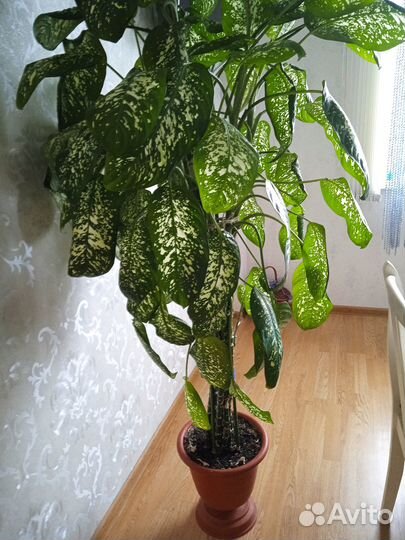 Продам комнатное растение Дифенбахия