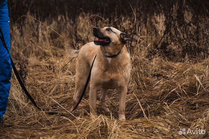 Джой из приюта в поисках дома