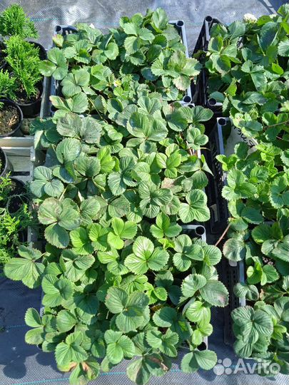 Рассада клубники