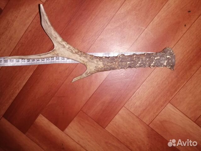 Рог косули 30 сантиметров