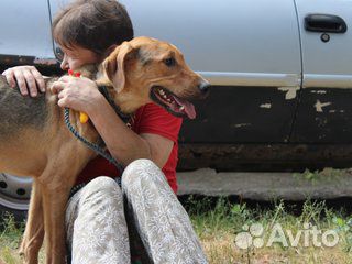 Ищет дом великолепный пес Анвар