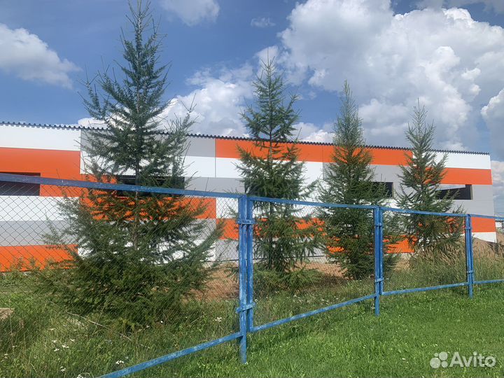 Лиственница