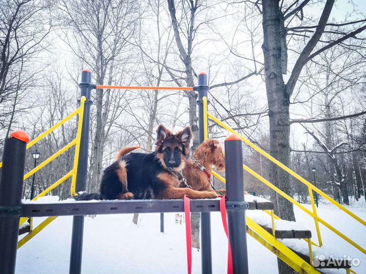 Кинолог, дрессировка собак