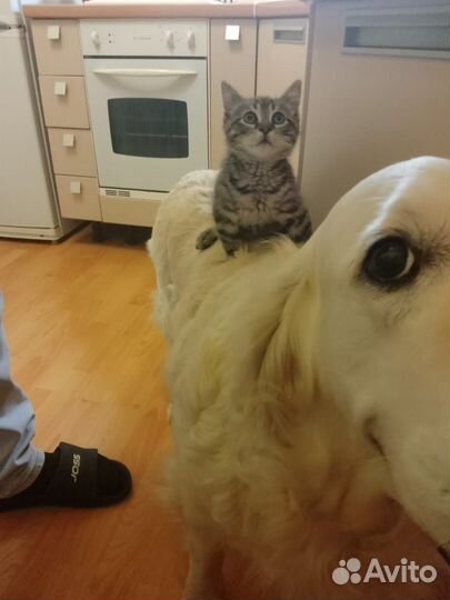 Отдам в добрые руки