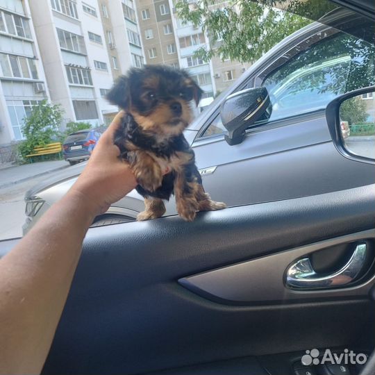 Девочка Йоркширский терьер Челябинск