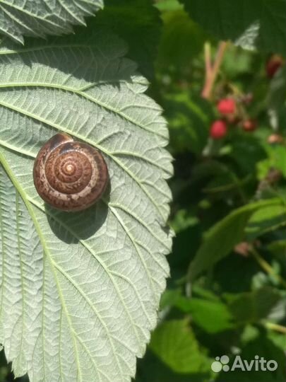 Листья малины