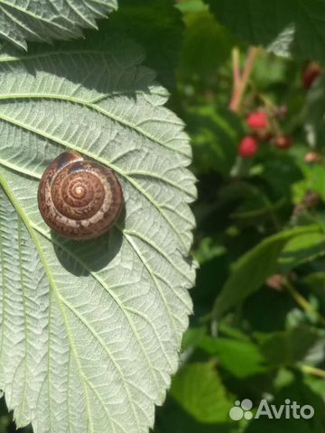 Листья малины